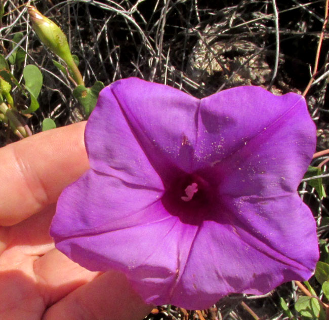 IPOMOEA LOZANII, flower from front