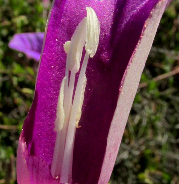 IPOMOEA LOZANII, dissected corolla showing stamens and stigma