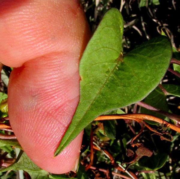 IPOMOEA LOZANII, leaf