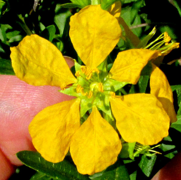 Anglewing Primrose-willow, LUDWIGIA LEPTOCARPA, flower from top, six petals