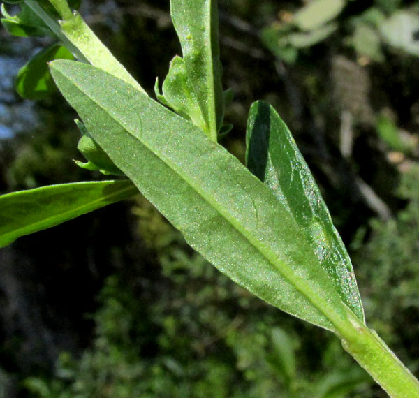 Anglewing Primrose-willow, LUDWIGIA LEPTOCARPA, leaves & stem