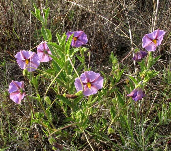 Tlanoxtle, LYCIANTHES MOZINIANA, flowering in habitat