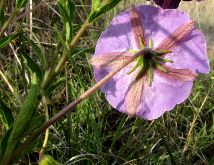Tlanoxtle, LYCIANTHES MOZINIANA, flower from back, with long pedicel