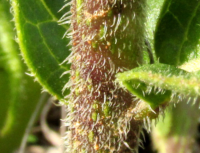 Tlanoxtle, LYCIANTHES MOZINIANA, trichomes on stem