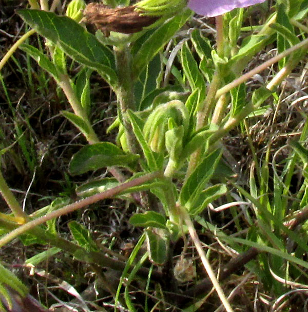 Tlanoxtle, LYCIANTHES MOZINIANA, stems and leaves