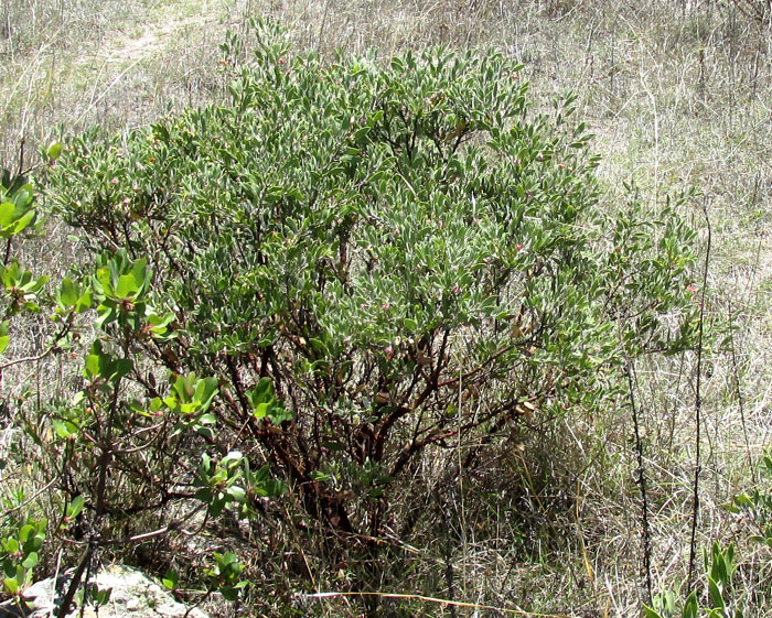 Mexican Manzanita, ARCTOSTAPHYLOS PUNGENS, shrub in habitat