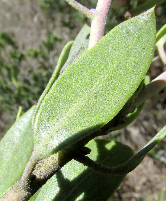 Mexican Manzanita, ARCTOSTAPHYLOS PUNGENS, leaf