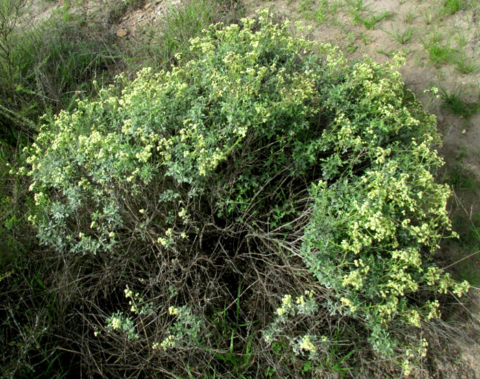 Mariola, PARTHENIUM INCANUM, bush in habitat