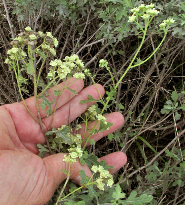 Mariola, PARTHENIUM INCANUM, flowering branch tip