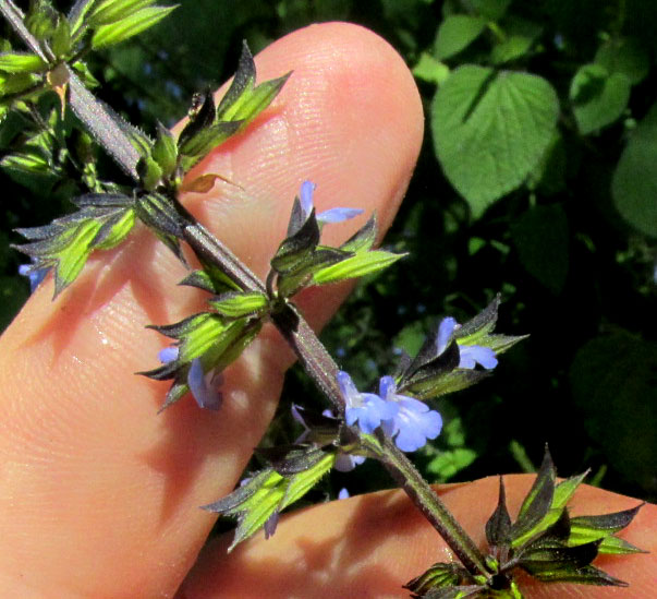 SALVIA KEERLII, close-up of raceme section