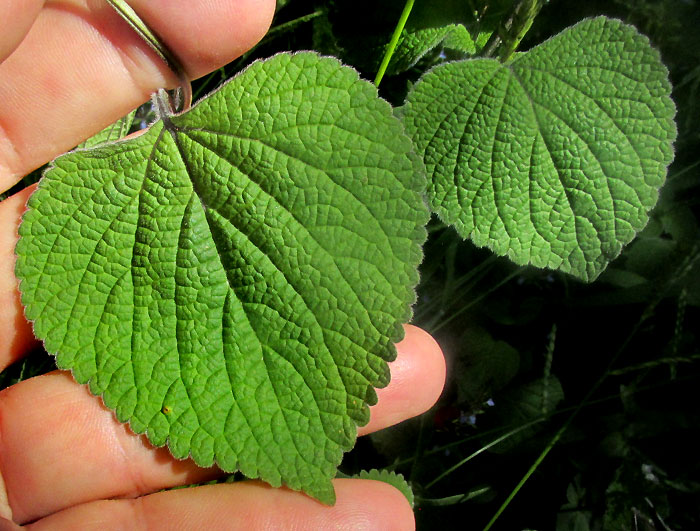 SALVIA KEERLII, rugose leaves