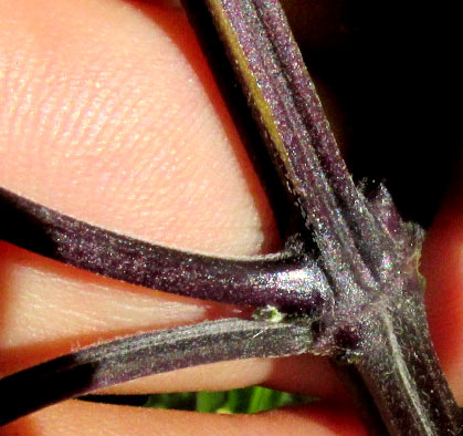 SALVIA KEERLII, purple stem