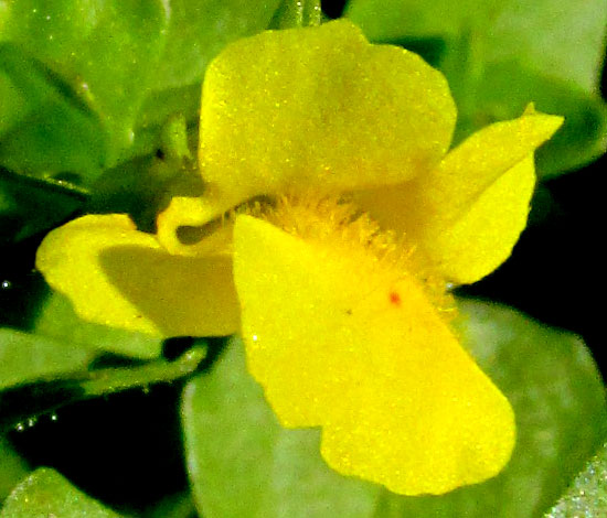 Round-leaf Monkeyflower, ERYTHRANTHE GLABRATA, flower from front