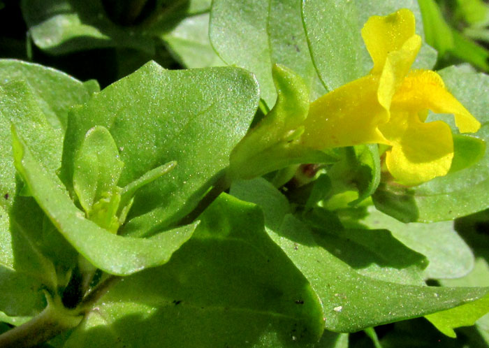Round-leaf Monkey-flower, ERYTHRANTHE GLABRATA, flower from side