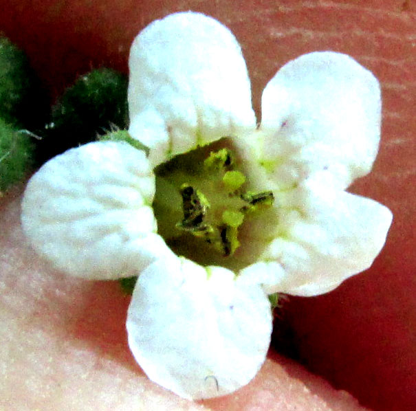 NAMA ORIGANIFOLIUM, flower from front showing stamens and stigmas
