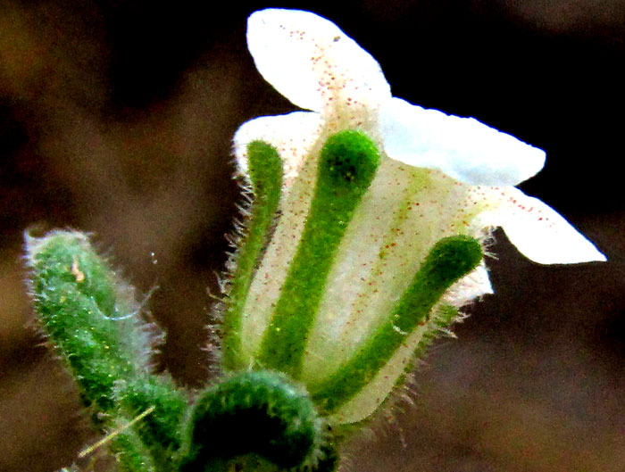 NAMA ORIGANIFOLIUM, flower, side view, showing spatulate sepals and everything covered with glandular hairs