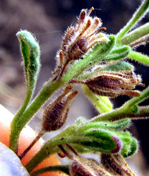 NAMA ORIGANIFOLIUM, persistent sepals with fruit, all very hairy