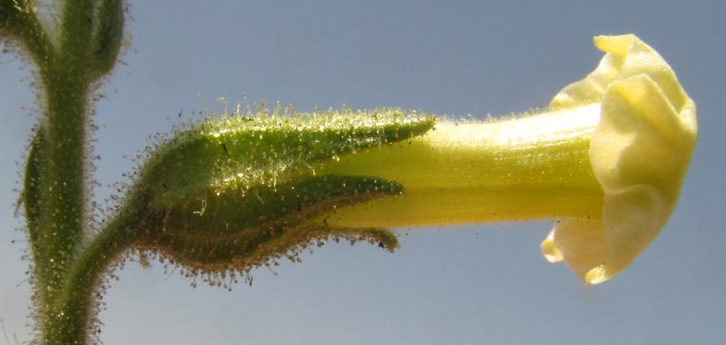 Desert Tobacco, NICOTIANA OBTUSIFOLIA, flower viewed from side