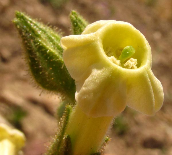 Desert Tobacco, NICOTIANA OBTUSIFOLIA, flower viewed from front