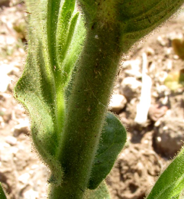 Desert Tobacco, NICOTIANA OBTUSIFOLIA, leaf attachment with stem