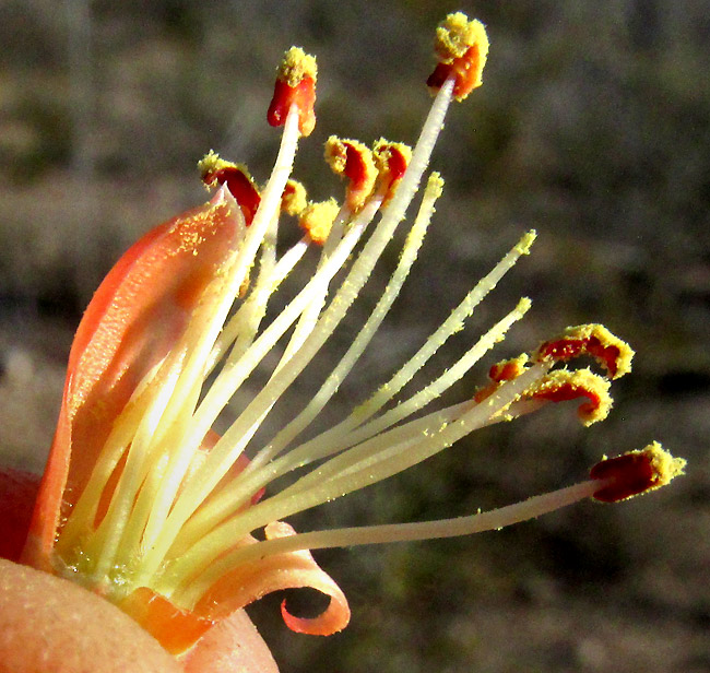 Ocotillo, FOUQUIERIA SPLENDENS, dissected flower showing stamens and styles