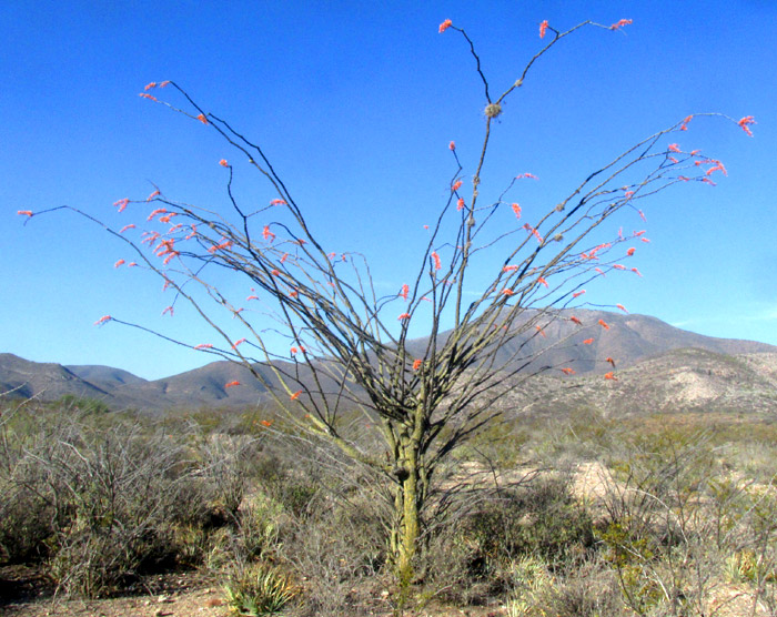 Ocotillo, FOUQUIERIA SPLENDENS, flowering but leafless in habitat