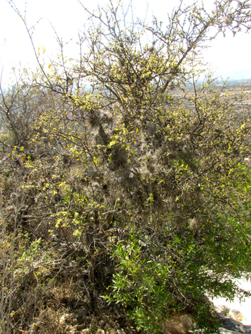 Desert-Olive, FORESTIERA PHILLYREOIDES, tree in habitat