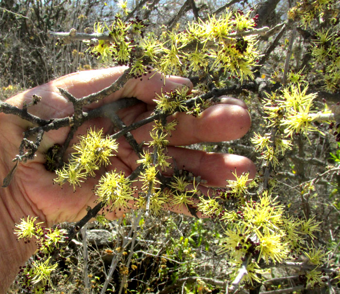 Desert-Olive, FORESTIERA PHILLYREOIDES, flowering branch