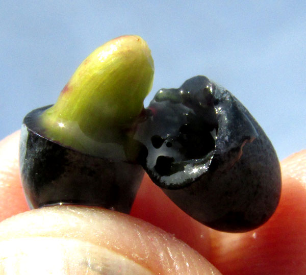 Desert-Olive, FORESTIERA PHILLYREOIDES, fruit open to show single seed