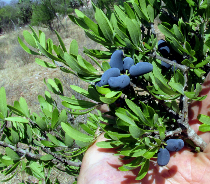 Desert-Olive, FORESTIERA PHILLYREOIDES, fruits, leaves and stems