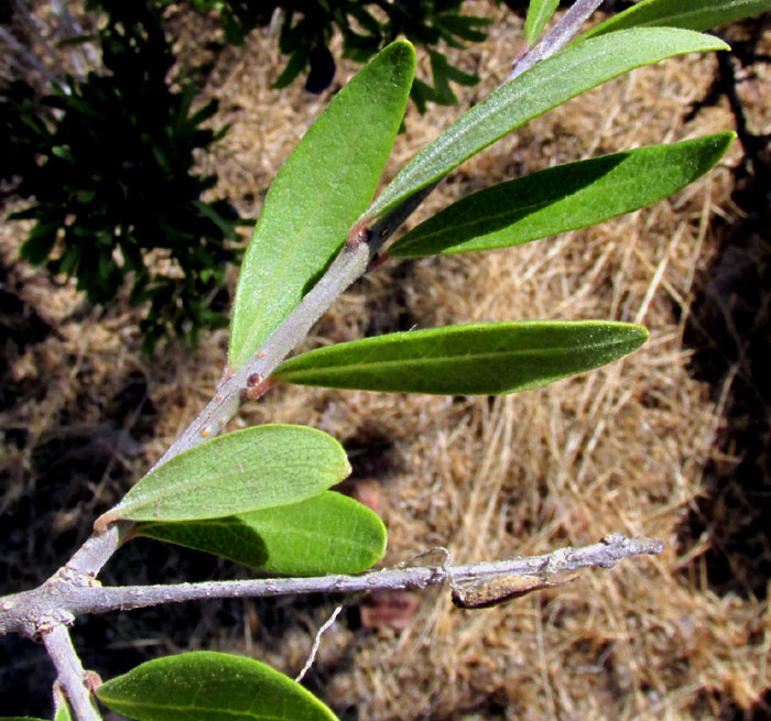 Desert-Olive, FORESTIERA PHILLYREOIDES, leaves and stems