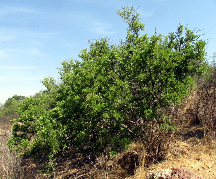 Desert-Olive, FORESTIERA PHILLYREOIDES, habitat