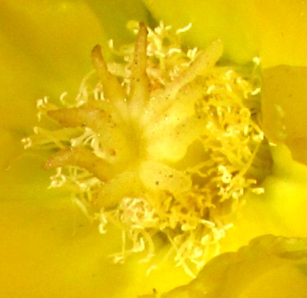 Opuntia engelmannii var. cuija, stigma lobes and stamens