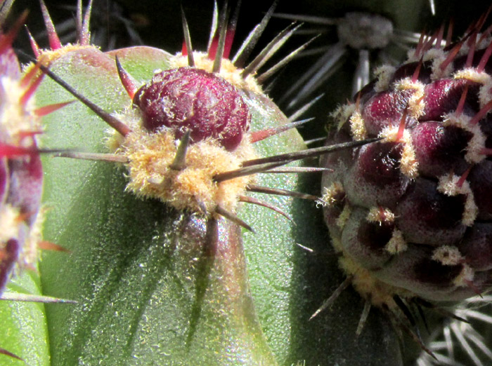STENOCEREUS HUASTECORUM, areole accompanied by young flower bud