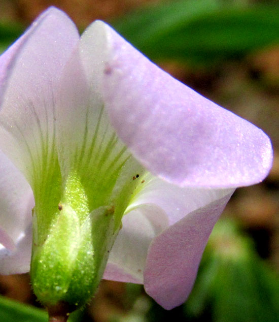 Tenleaf Woodsorrel, OXALIS DECAPHYLLA, flower from side showing sepals