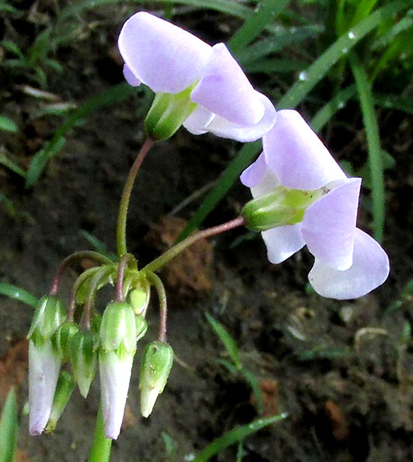 Tenleaf Woodsorrel, OXALIS DECAPHYLLA, mature and immature flowers from side