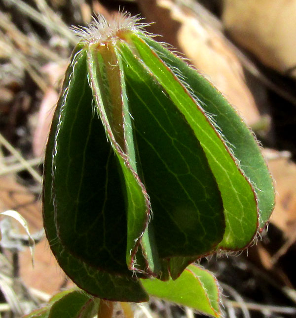 OXALIS HERNANDESII, unfurled leaf