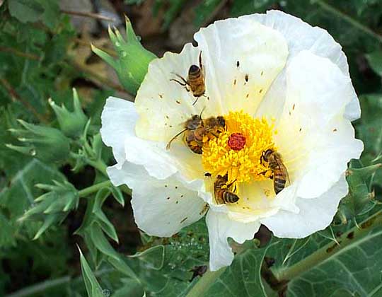 White Large-flowered Prickly-poppy, ARGEMONE GRANDIFLORA