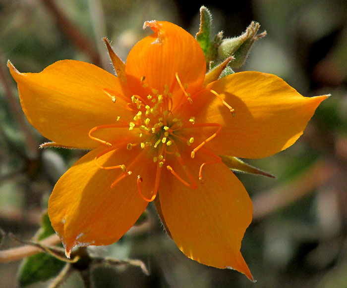 MENTZELIA HISPIDA, flower from front