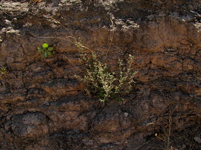 Peistó, BRICKELLIA VERONICIFOLIA, bush emerging from vertical wall