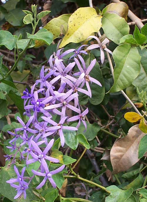 Queen's Wreath, PETREA VOLUBILIS