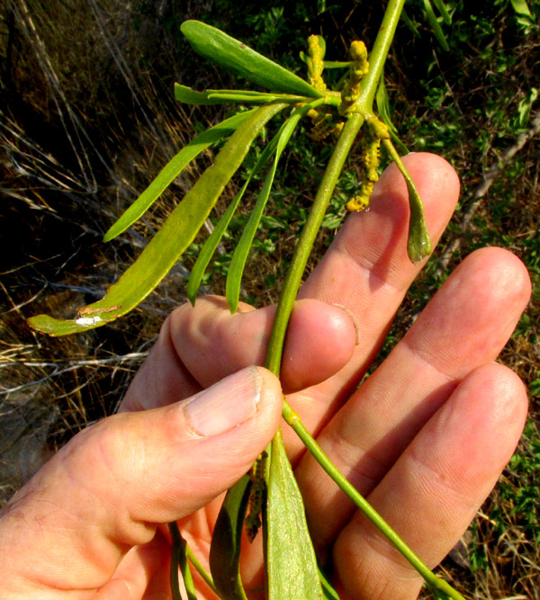 PHORADENDRON BRACHYSTACHYUM, leaves & stem