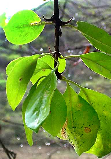 PISONIA ACULEATA, Pull-back-and-hold