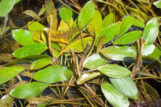 Long-leafed Pondweed, POTAMOGETON NODOSUS