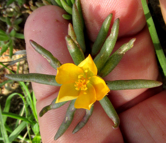PORTULACA MEXICANA, flower from front