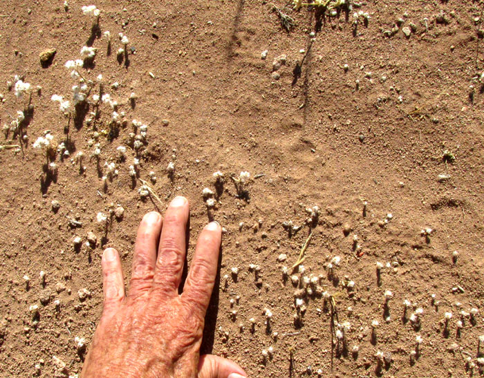 PORTULACA MEXICANA, hairy remnants of dead plants, habitat