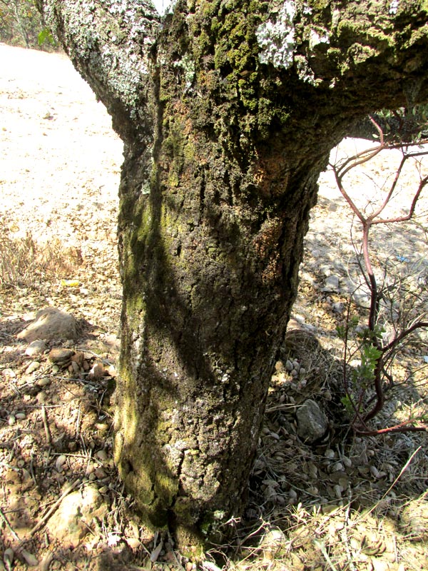 Netleaf Oak, QUERCUS RUGOSA, trunk