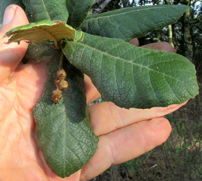 Netleaf Oak, QUERCUS RUGOSA, small leaves & immature acorns on long peduncle