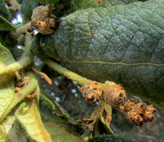 Netleaf Oak, QUERCUS RUGOSA, previous season's acorns