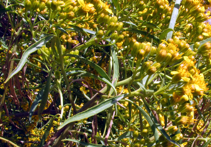 Willow Ragwort, BARKLEYANTHUS SALICIFOLIUS, flowering panicle, stem and leaves